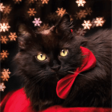 Malla-kissa ja lumihiutaleet joulukortti